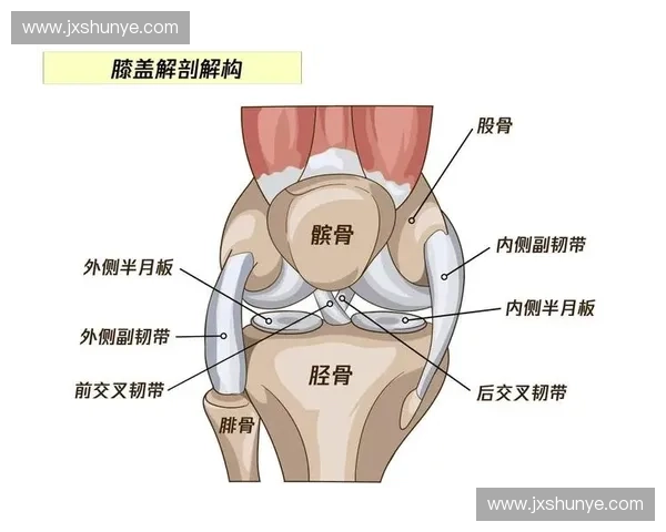 韧带健康守护全攻略提升关节稳定性与运动安全